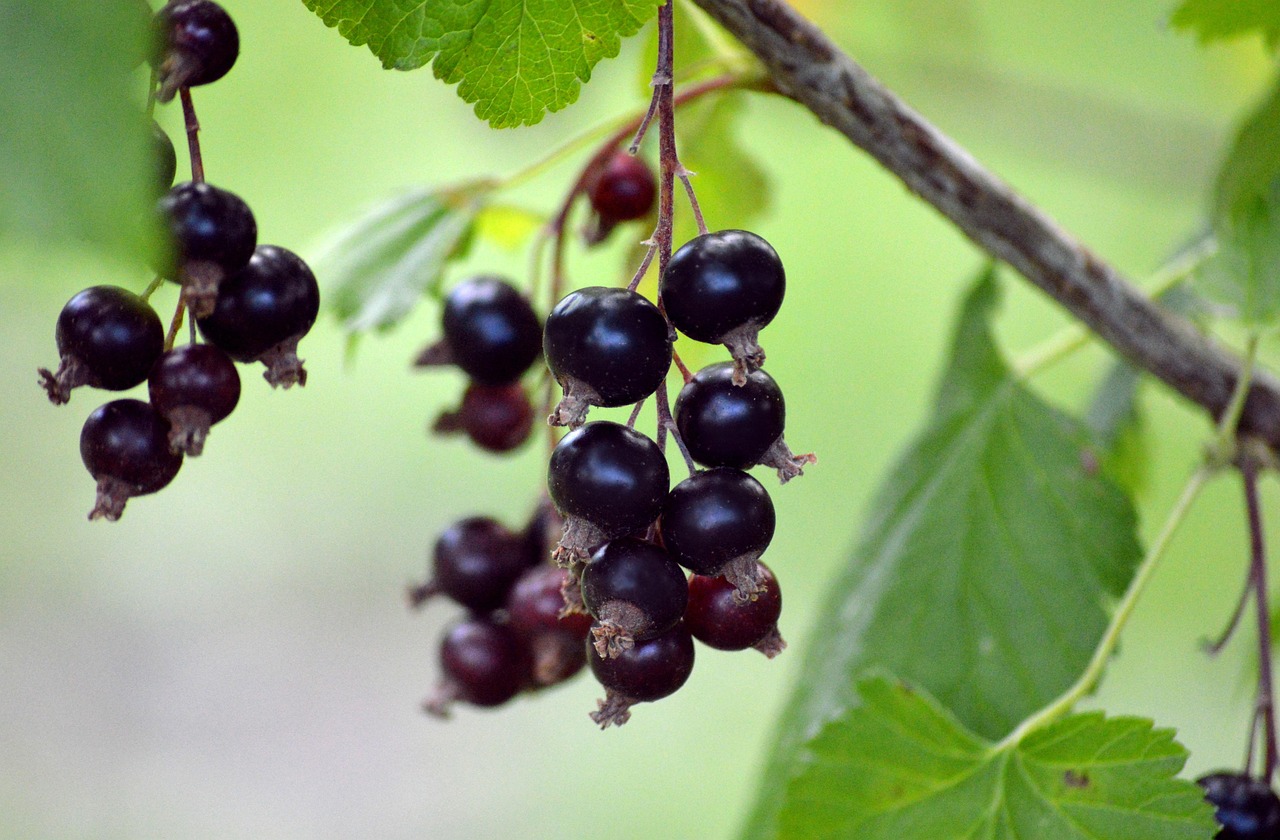 Blackcurrant